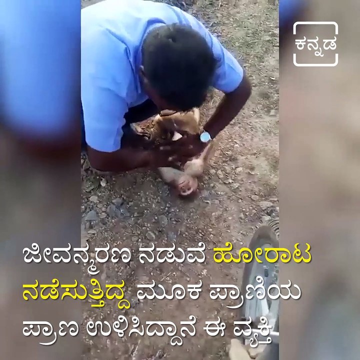 Man Gives CPR To Revive Injured Monkey In Tamil Nadu.