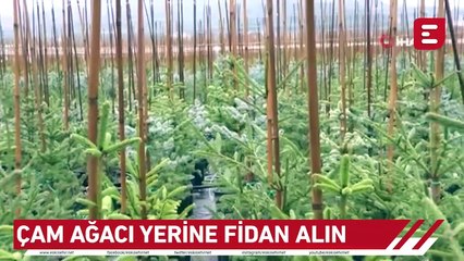 Çam ağacı yerine fidan alın