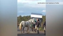 Primary teacher, Sarah Moulds, filmed kicking and punching a horse