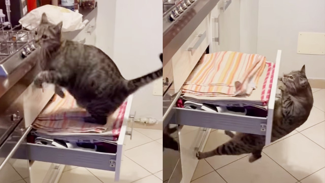''Mission ImPAWssible' - Hungry cat smartly get...