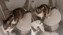 'Hungry cat caught DESTROYING toilet paper!'