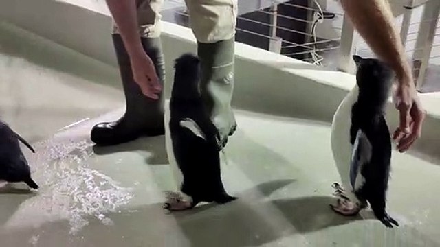 Cours de natation des bébés gorfous sauteurs à Pairi Daiza