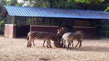 Zebra mating