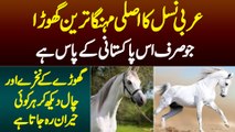Mehnga Tareen Arabic Horse Jo Sirf Iss Pakistan Ke Paas Hai - Nakhray Aur Chaal Dekh Kar Sab Heran