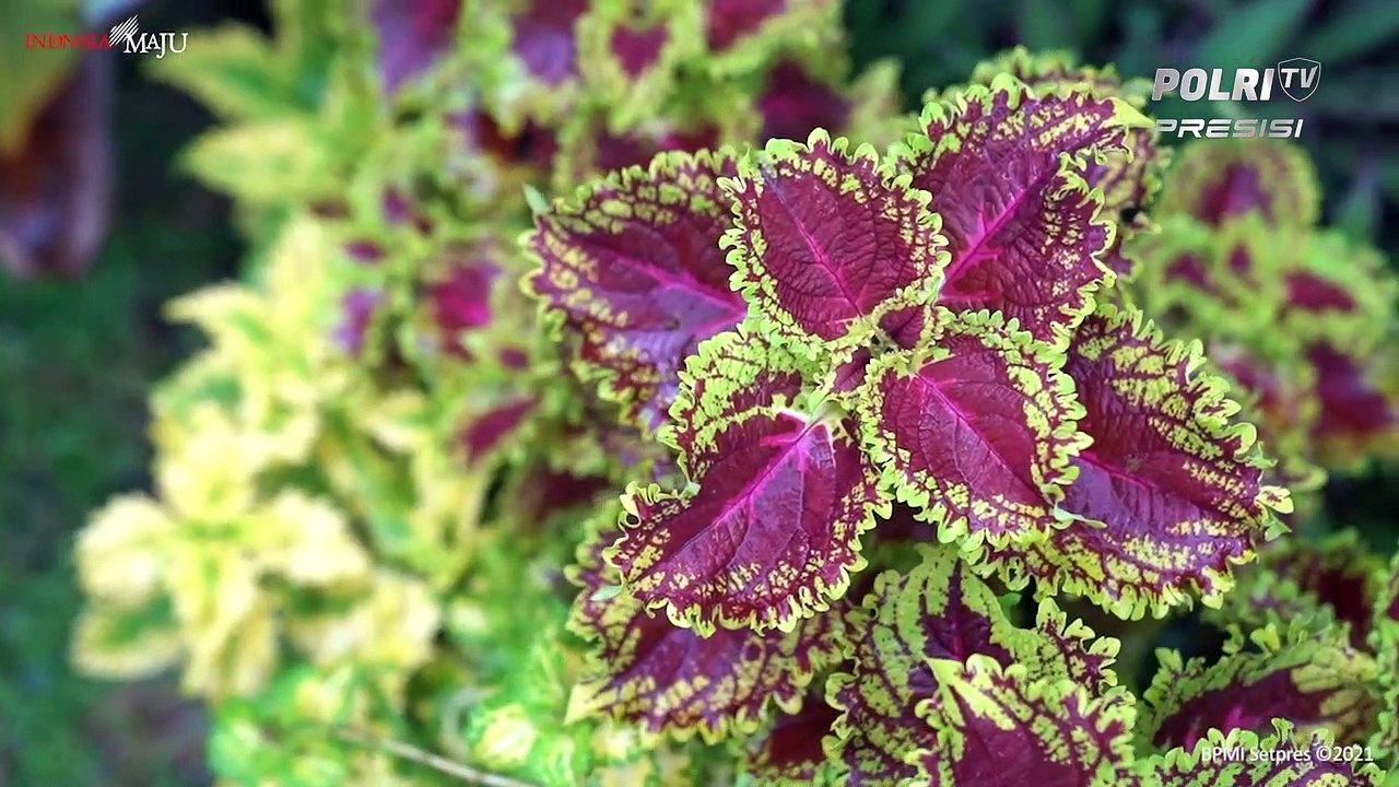 Ibu Iriana Joko Widodo Bertemu dengan Santriwati Korban Asusila di Bandung, Jawa Barat