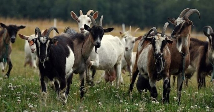 Un maire fait exécuter un troupeau de chèvres, coupables d'avoir mangé... des fleurs du cimetière communal
