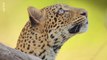 Zambie, la léopard du fleuve Luangwa. Panthera pardus pardus