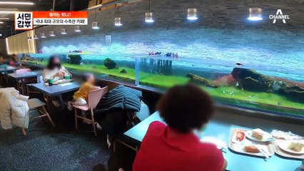 대형 수족관들로 뒤덮힌 카페가 있다? 갑부의 직업은 아쿠아 플래너?!