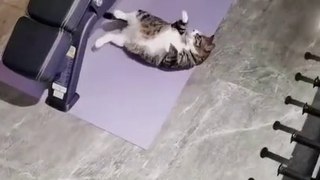 Cat Gym Time | Funny Cats | Cute Cats | AR Studio