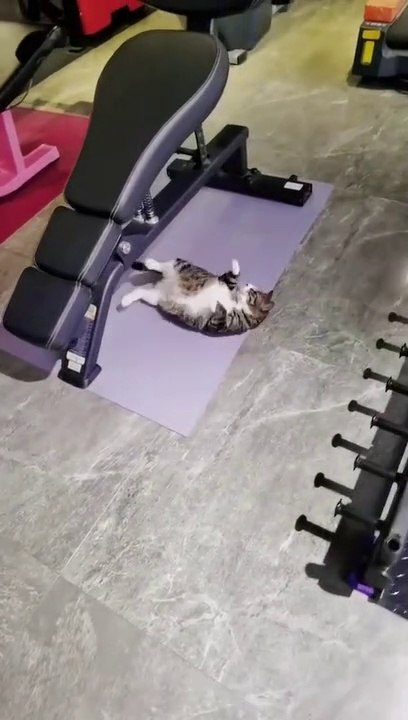 Cat Gym Time | Funny Cats | Cute Cats | AR Studio