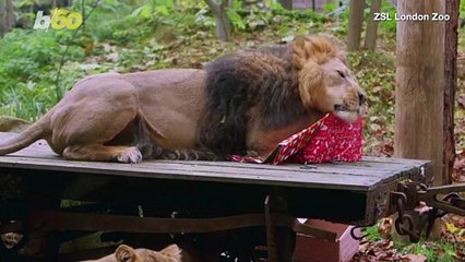 These Animals Love Their Christmas Gifts