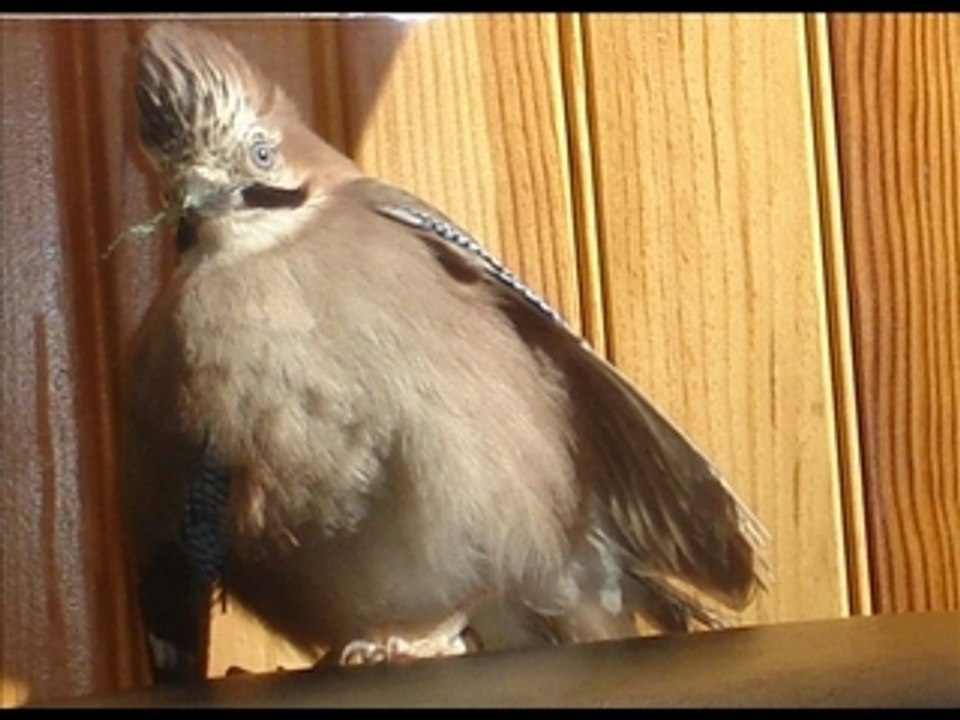 Picolo photos