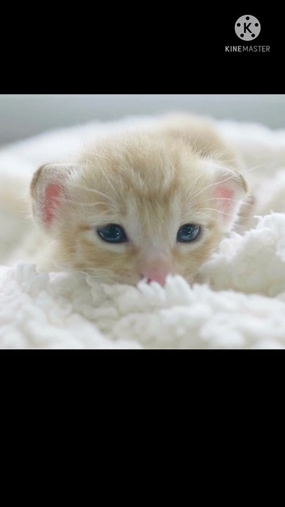 Kitten  facing me  #kitten
