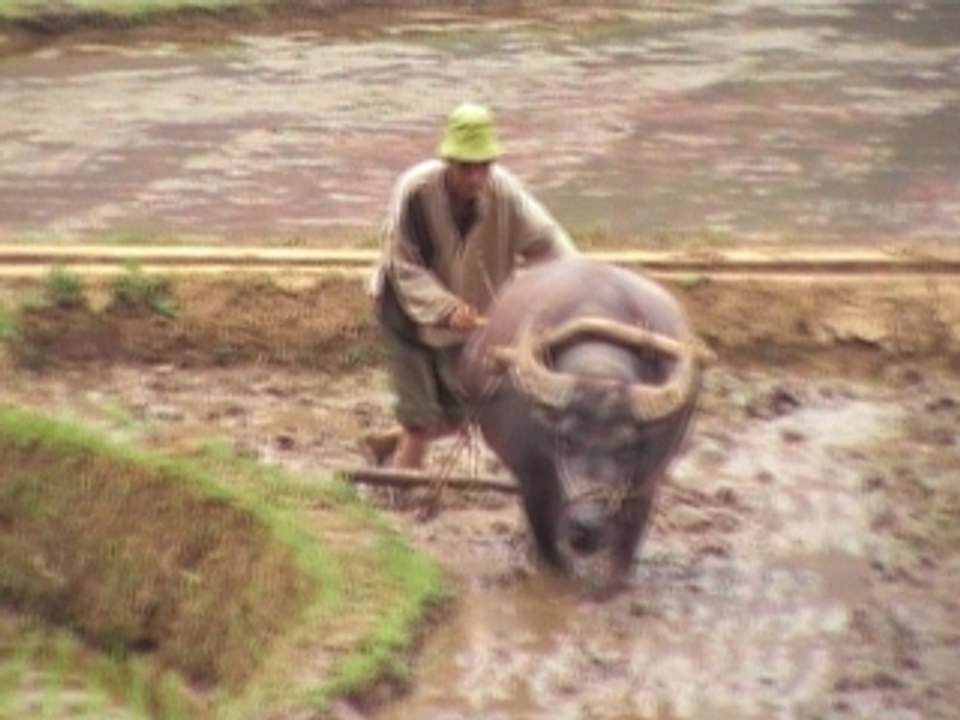Boeuf riziere