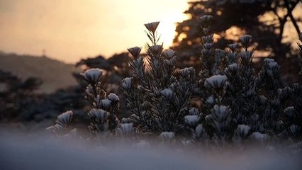 رداء أبيض يغطي الكوريّتين جراء تساقط كثيف للثلوج