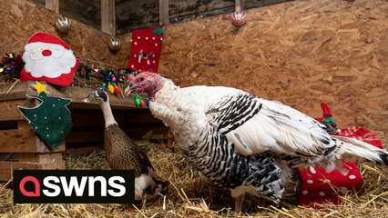 Britain's toughest turkey that gets into brawls with foxes, dogs and the postman - has recruited a DUCK accomplice