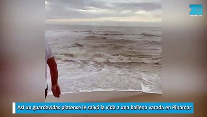 Así un guardavidas platense le salvó la vida a una ballena varada en Pinamar