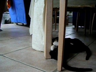 jeu du chat et du chat