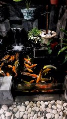  Macem-macam ikan koi yang begitu elok untuk di pandang