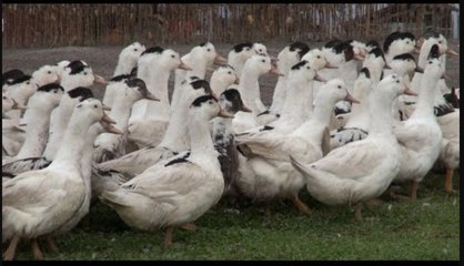 La France de Périco  foie gras et saumon fumé en Chalosse