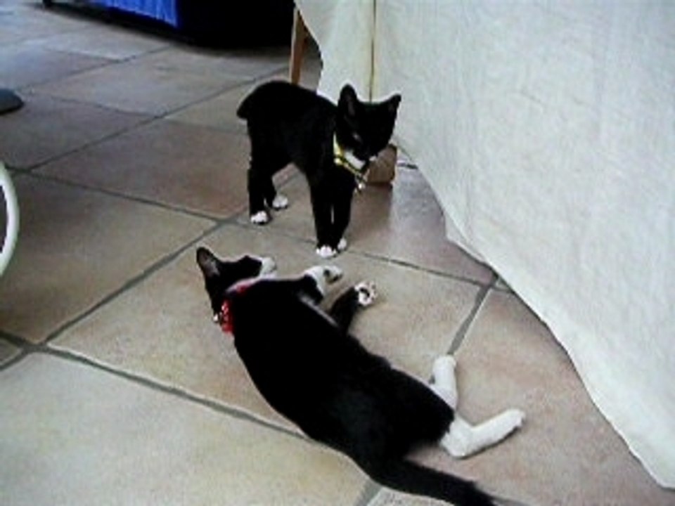 les chatons de Ninou