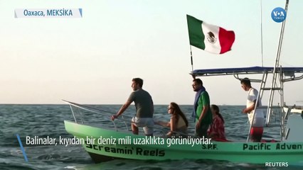 Meksika’da Turistler Teknelerde Kambur Balinaları İzledi