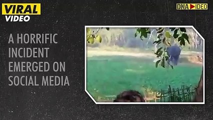 فيديو مرعب لفيل برى يهاجم رجلا في الهند