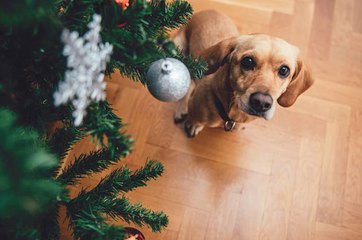 Comment protéger votre sapin de Noël de votre chien ?