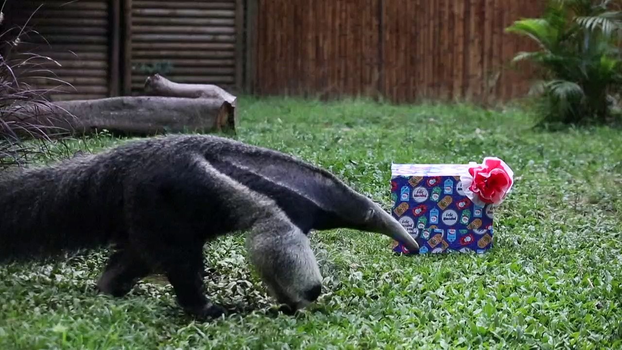 O Natal dos animais