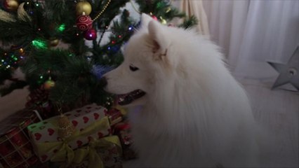 Comment protéger votre sapin de Noël de votre chien ?