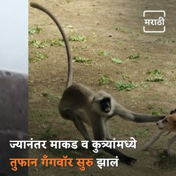 Revengeful Monkeys Allegedly Kill Dogs After Baby Monkey Gets Killed By Pooches