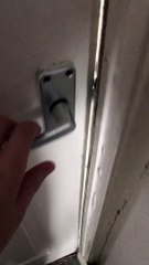 Dog Tries on Its Owner's Sweater