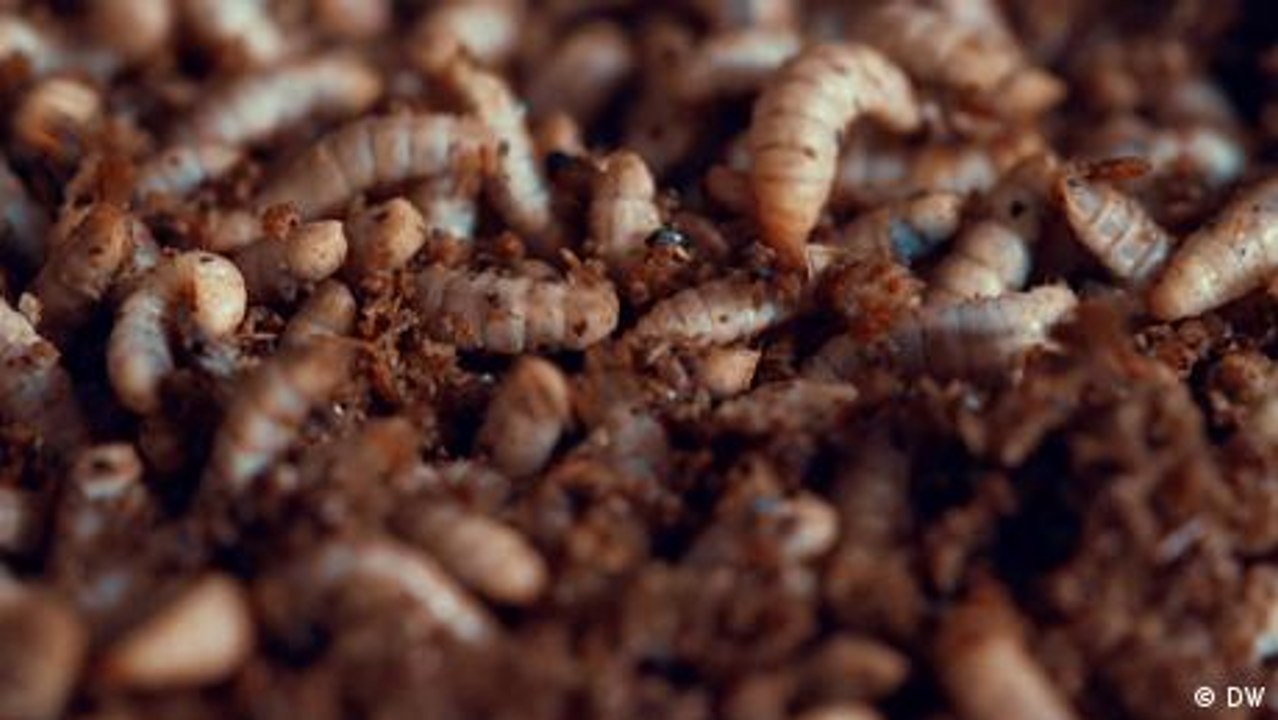 Insekten - das neue Nahrungsmittel?