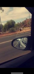 Bird Scoops Up Spider