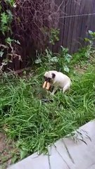 Confronting Frankie the Churro Stealing Pug