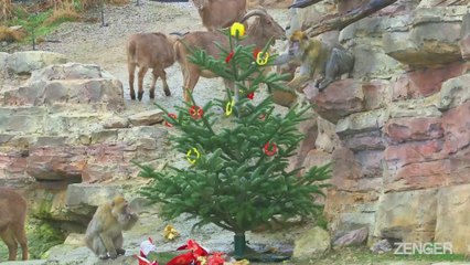 Moment Hungry Sheep Munch On Endangered Monkeys Christmas Tree Branches.mp4