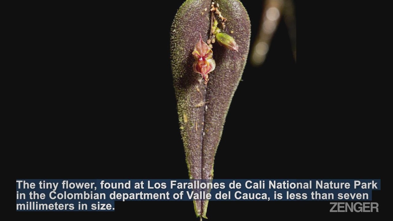 Tiny Bee Shaped Orchid Discovered.mp4