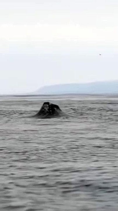 Oceans Nation __oceansnat VDN 1639857137986