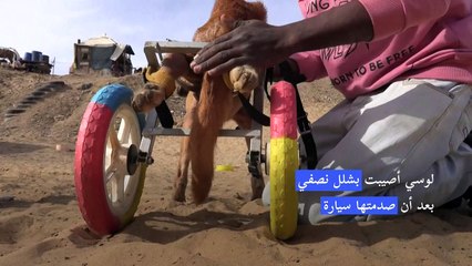 مأوى في غزة يحول عجلات ألعاب لوسائل مساعدة لحيوانات ذات إعاقة