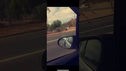 Bird Scoops Up Spider