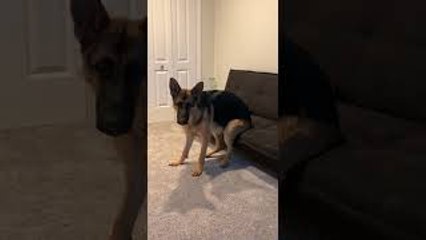 Mya the German Shepherd Unusually Sits