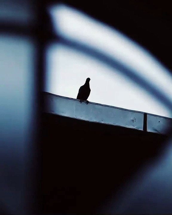 Sholay Mouth Organ ringtonemusic Feel it ️️ video Dailymotion