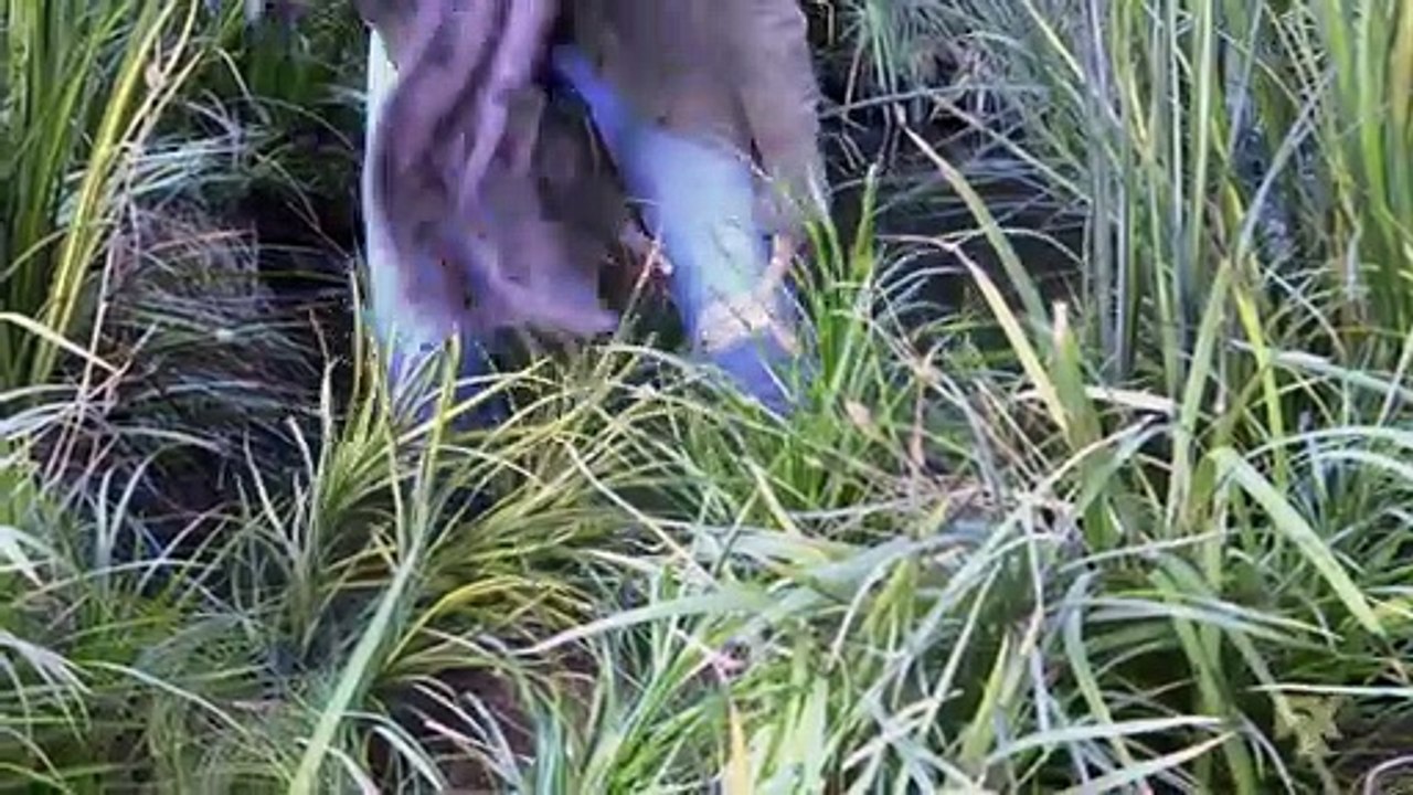 It's Always Sunny in Philadelphia 15x07 Season 15 Episode 7 Trailer - Dee Gets Stuck In A Bog