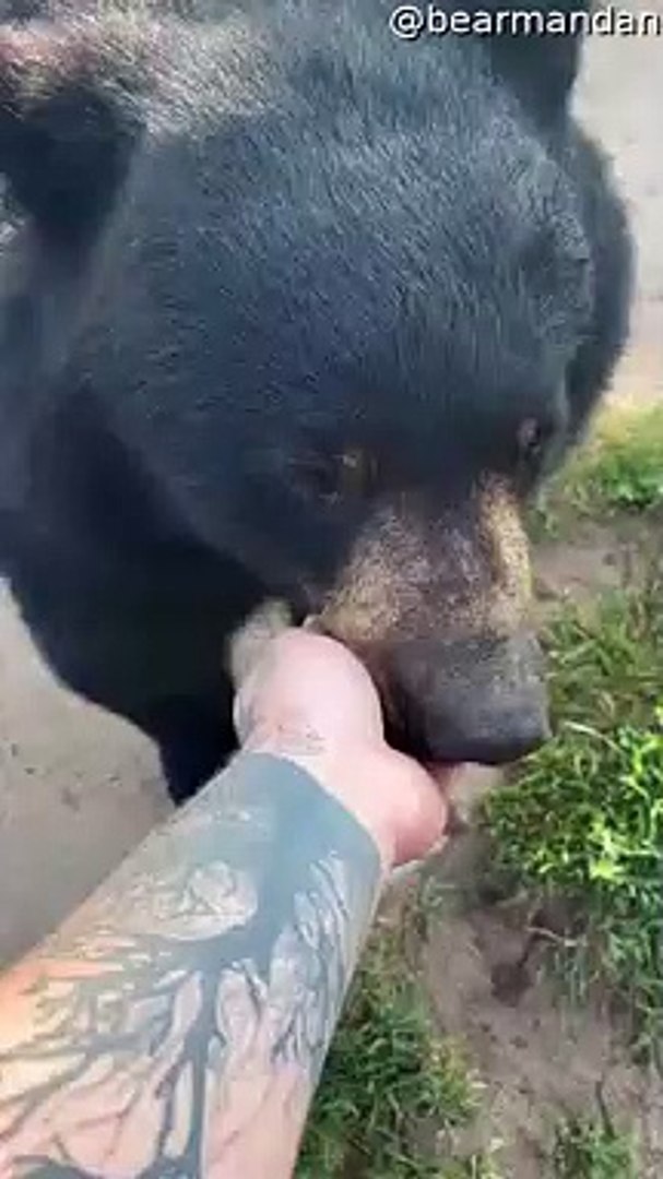⁣Man Pets Bear
