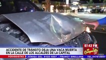 Accidente de tránsito deja una vaca muerta en la calle Los Alcaldes de la capital