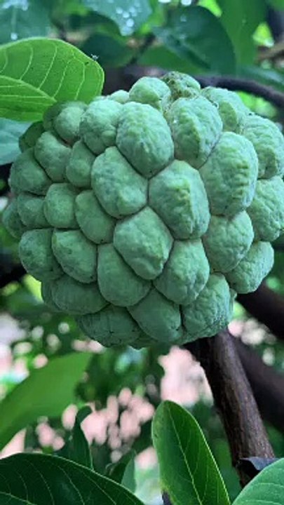 Custard Apple