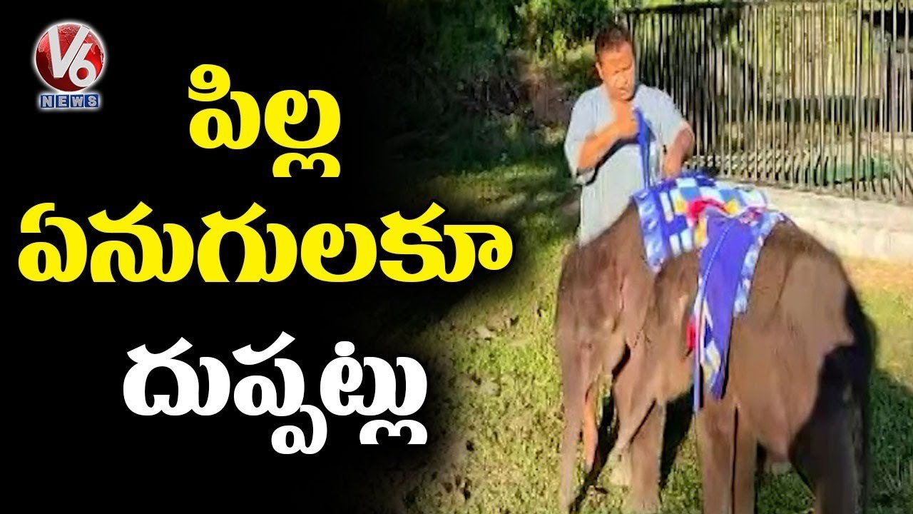 Baby Elephants Wear Blankets during a Cold Spell at Kaziranga _ Assam _ V6