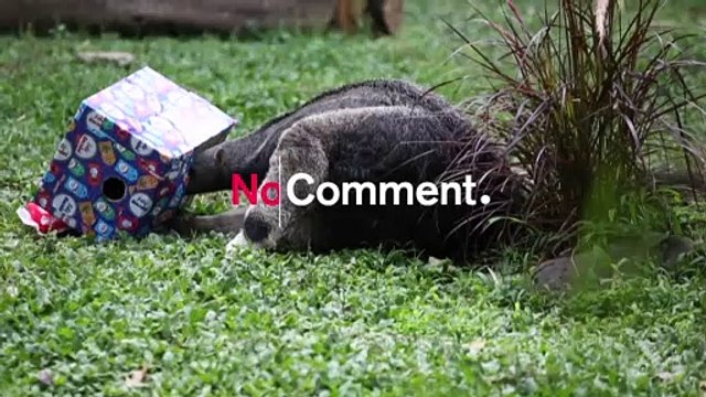 بدون تعليق: الحيوانات في حديقة كالي الكولمبية تتلقي هدايا عيد الميلاد