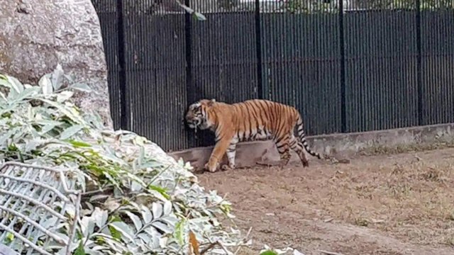 Heaters installed in Lucknow zoo to save animals from cold