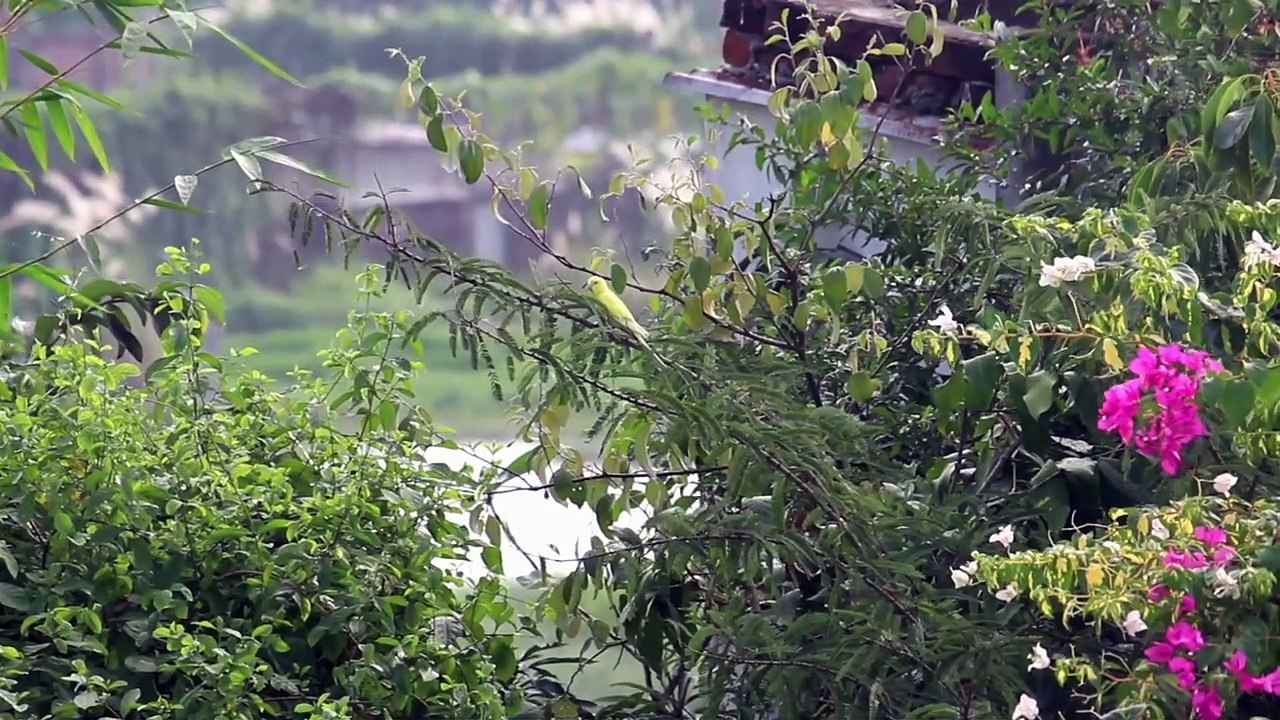 Asmr environmental and nature sounds to relax (storm 2) / Asmr sonidos ambientales y de la naturaleza para relajarte (tormenta 2)